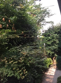 世田谷の植木屋、風のガーデン世田谷が植木を剪定する前の様子　プリペット ハナミズキ　